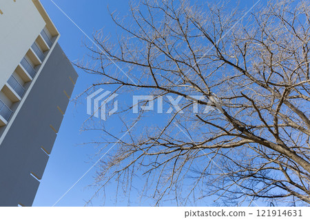 櫻花等待春天<一月> 121914631