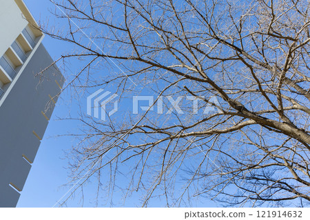 櫻花等待春天<一月> 121914632