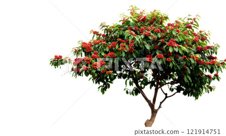 Coffee tree stands tall, adorned with clusters of ripe cherries, highlighting its agricultural significance against a clean, white backdrop Coffee tree stands tall, adorned with clusters of ripe cherries, highlighting its agricultural significance against a clean, white backdrop 121914751