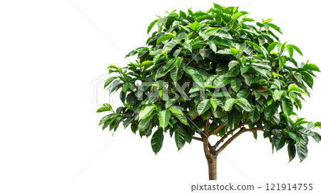 A healthy coffee tree displays its vibrant green foliage against a clean white backdrop, highlighting its robust growth and beauty A healthy coffee tree displays its vibrant green foliage against a clean white backdrop, highlighting its robust growth and beauty 121914755