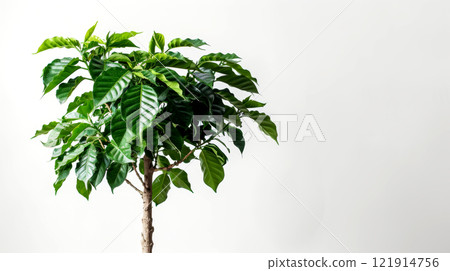 A healthy coffee tree displays lush green foliage and a strong trunk, creating a calming presence against the white background A healthy coffee tree displays lush green foliage and a strong trunk, creating a calming presence against the white background 121914756