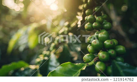 Lush coffee plants flourish in a plantation, showcasing vibrant green beans as sunlight filters through the leaves Lush coffee plants flourish in a plantation, showcasing vibrant green beans as sunlight filters through the leaves 121914762