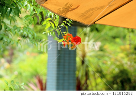 Cute Trumpet Creeper Flowers 121915292