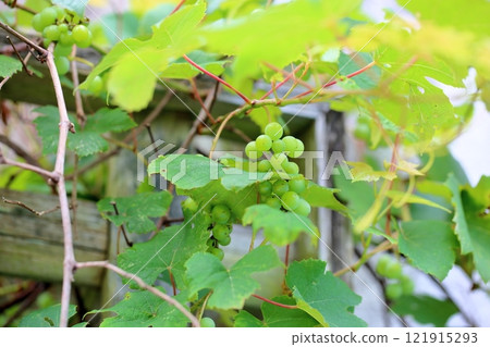Grape fruit Delaware Grape fruit Delaware 121915293