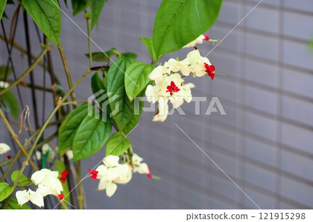 Vivid Genpeikazura flowers Vivid Genpeikazura flowers 121915298
