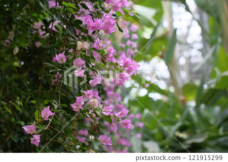 Cute bougainvillea flowers Cute bougainvillea flowers 121915299