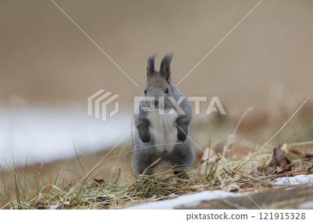 埃佐里斯跳躍 121915328