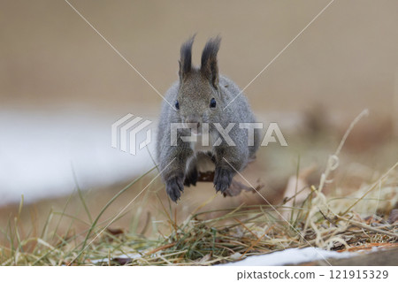 埃佐里斯跳躍 121915329