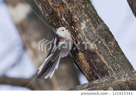 Shimaenaga 121915341