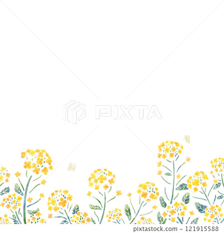 Rapeseed flower and butterfly frame, square, watercolor touch Rapeseed flower and butterfly frame, square, watercolor touch 121915588