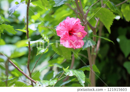充滿活力的木槿花 121915603