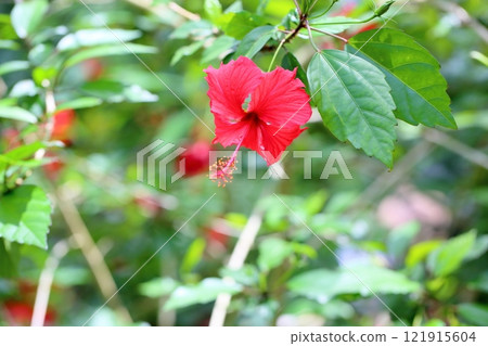 充滿活力的木槿花 121915604