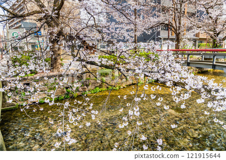 京都只園白川的櫻花 121915644