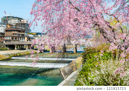 京都鴨川的垂枝櫻花 京都鴨川的垂枝櫻花 121915723