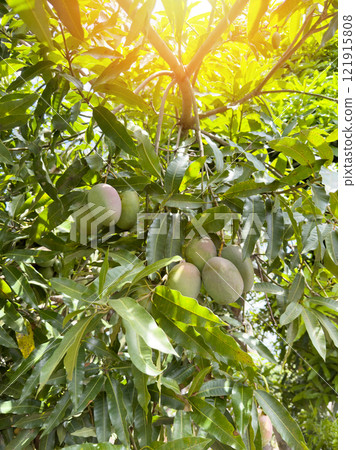 Mango farm background 121915808