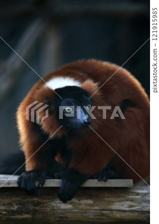 A red-ruffed lemur sits and stares A red-ruffed lemur sits and stares 121915985