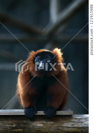 Portrait of a sitting red ruffed lemur Portrait of a sitting red ruffed lemur 121915986