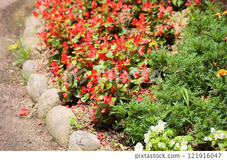 Begonia flowers Begonia flowers 121916047