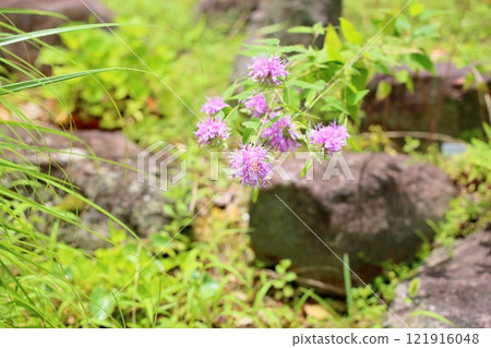 Wild bergamot flowers Wild bergamot flowers 121916048
