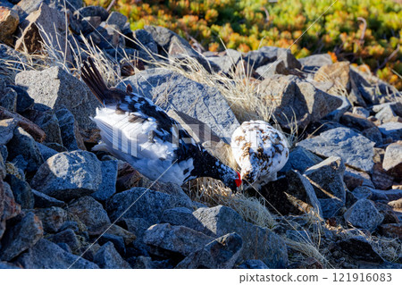 A pair of rock ptarmigans on the ridge of Mount Kashima-Yari in the Northern Alps A pair of rock ptarmigans on the ridge of Mount Kashima-Yari in the Northern Alps 121916083