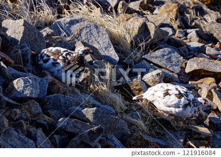 北阿爾卑斯山鹿島矢裡嶽山脊線上的一對松雞 北阿爾卑斯山鹿島矢裡嶽山脊線上的一對松雞 121916084