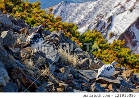 北阿爾卑斯山鹿島矢裡嶽山脊線上的一對松雞 121916086