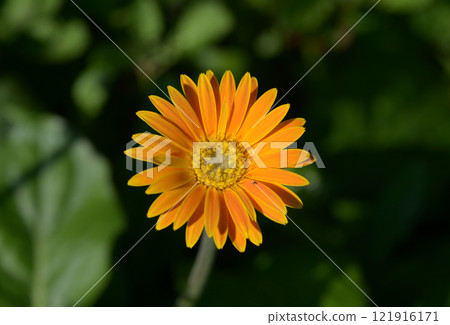 Yellow Gerbera Flower 121916171