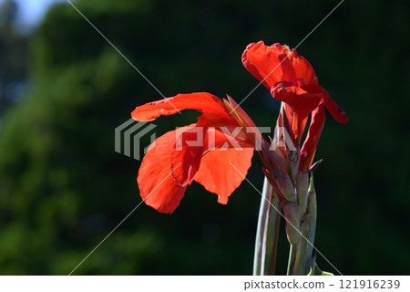 Canna Canna 121916239