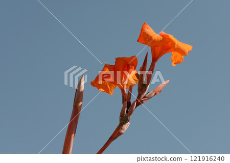 Canna Canna 121916240