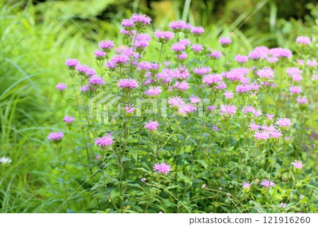 Wild bergamot flowers Wild bergamot flowers 121916260