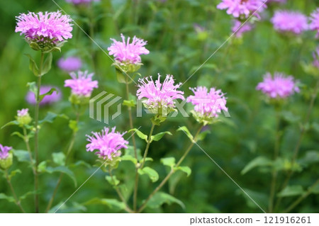 Wild bergamot flowers Wild bergamot flowers 121916261