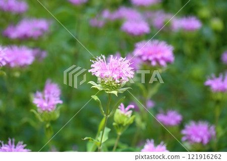 Wild bergamot flowers Wild bergamot flowers 121916262
