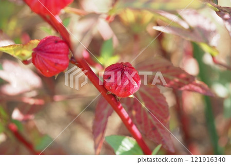 red roselle fruit 121916340
