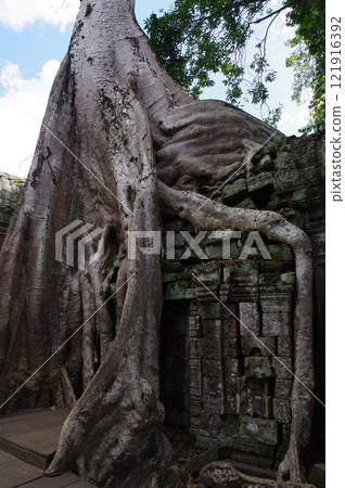 吳哥窟的巨大根部仍然存在 121916392