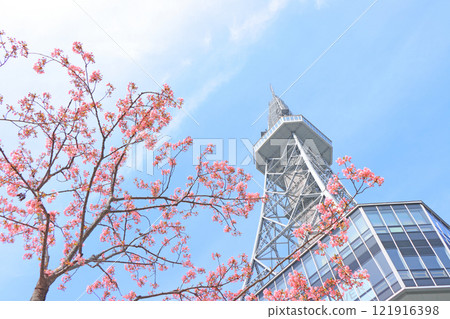 Scenery of Kawazu cherry blossoms starting to bloom and the TV tower in Nagoya, Aichi Prefecture Scenery of Kawazu cherry blossoms starting to bloom and the TV tower in Nagoya, Aichi Prefecture 121916398