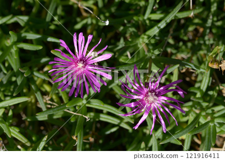Meadowsweet 121916411