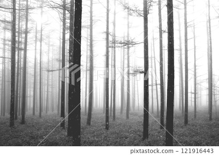 A Japanese larch forest shrouded in mist and fresh greenery A Japanese larch forest shrouded in mist and fresh greenery 121916443
