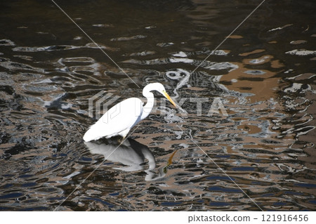 鎌倉樫尾川中游泳的鳥兒 121916456