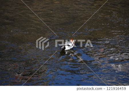 Birds swimming in the Kashio River, Kamakura 121916459