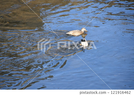 Birds swimming in the Kashio River, Kamakura Birds swimming in the Kashio River, Kamakura 121916462