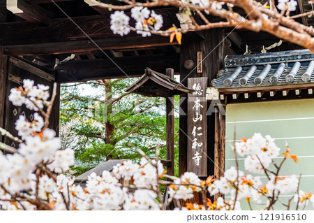 Kyoto Ninnaji Temple Omurozakura 121916510