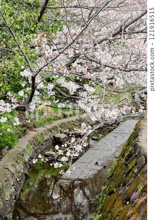 川崎市中原區 Nigaryo Water 的櫻花，垂直位置 121916515
