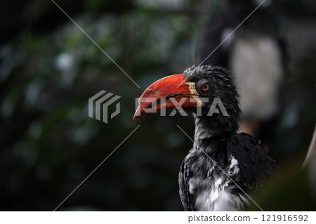 自然背景下鳳頭犀鳥的輪廓 121916592