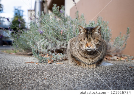 Stray cat 121916784