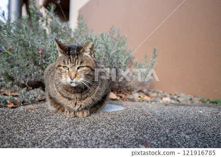 Stray cat 121916785