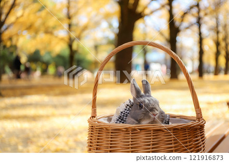Ginkgo carpet and rabbit Ginkgo carpet and rabbit 121916873