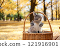Ginkgo carpet and rabbit 121916901