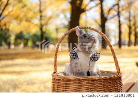Ginkgo carpet and rabbit 121916901