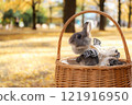 Ginkgo carpet and rabbit 121916950