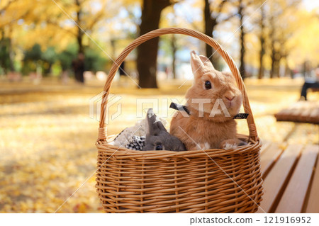 Ginkgo carpet and rabbit 121916952